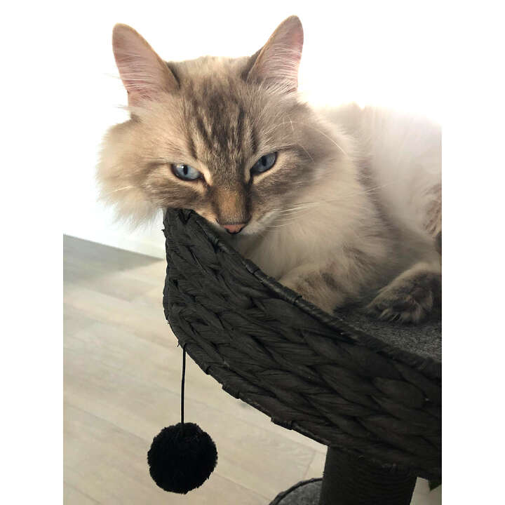 EBI Kratzbaum Trend Elegance Sublime